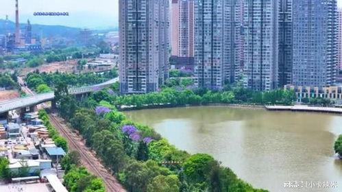 云南安寧市藍(lán)花楹 安寧市航拍 趕緊來(lái)看藍(lán)花楹 在云南的中部